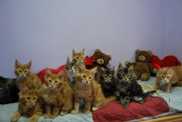 cachorritos maine coon disponibles con pedigree