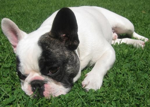 disponemos de excelente camada de bulldog frances, 490