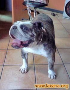 En adopción Hembra Bulldog Inglés de 4 años (Solo Asturias)