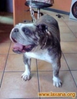 En adopción Hembra Bulldog Inglés de 4 años (Solo Asturias) - mejor precio | unprecio.es