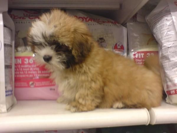 LINDA CAMADA DE SHIH-TZU PARA LA VENTA