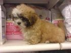 LINDA CAMADA DE SHIH-TZU PARA LA VENTA - mejor precio | unprecio.es