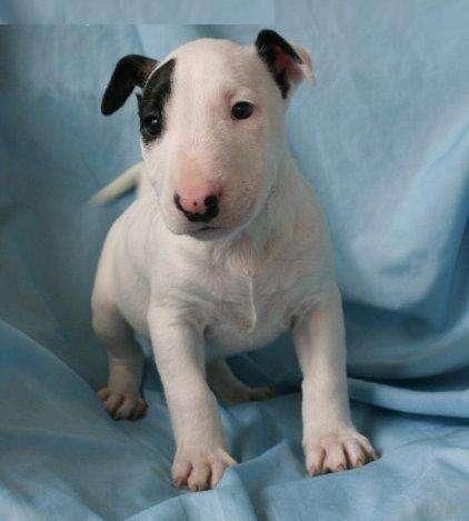 muy amable y feliz bullterrier disponible para un nuevo hogar