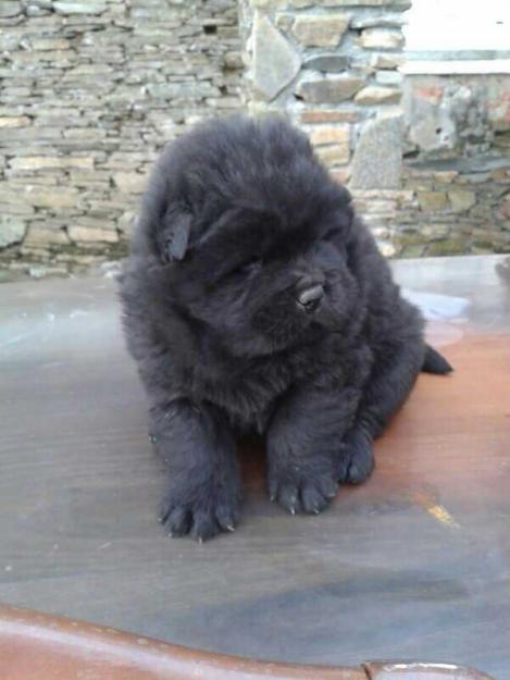 Ofertoooonnnnn !!!!!!! Se vende pareja de chow chow azulados