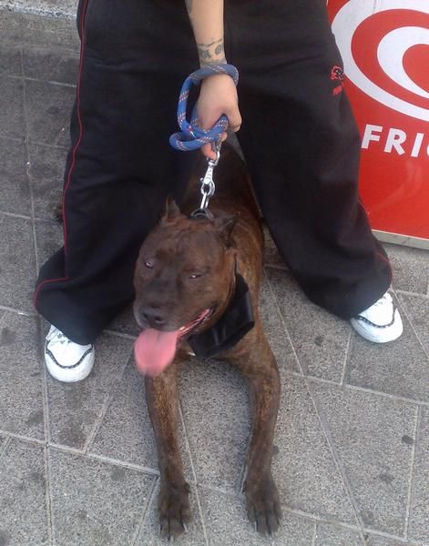 pitbull en barcelona