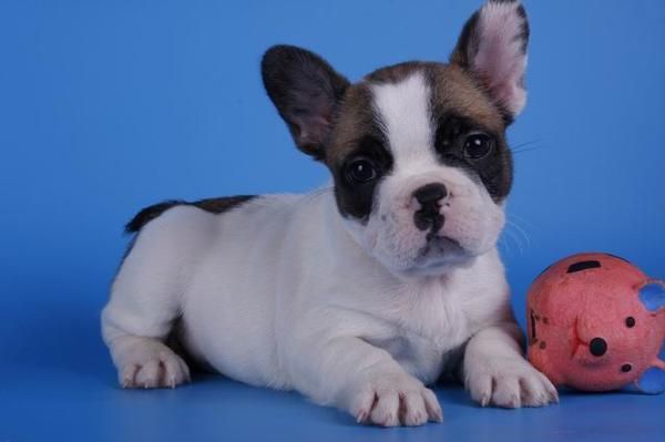 Tu Bulldog Frances, alegra tu navidad libre