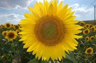 Aceite girasol europeizado