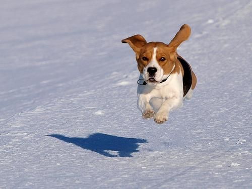 Beagles de primera calidad hacen excelentes mascotas, amigos y compañeros de caza. Los cachorros vienen con papeles de r