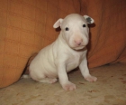 bull terrier a buen precio - mejor precio | unprecio.es