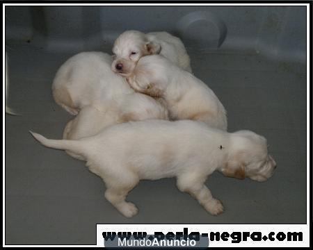 Cachorritos de Setter Ingles.