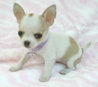 Cachorros Chihuahuas pelo corto y pelo largo - mejor precio | unprecio.es