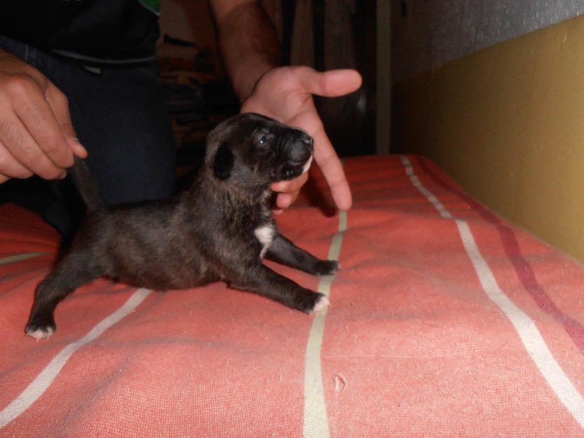 Cachorros Miniatura BullTerrier con LOE