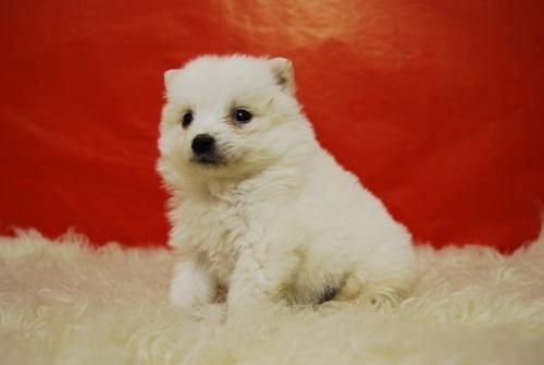 excelentes cachorros de pomerania, muy monos