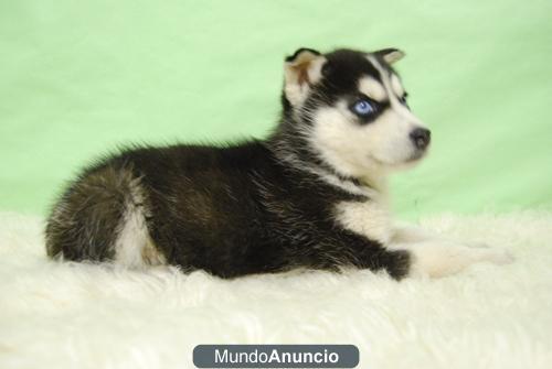 HUSKY SIBERIANO, MACHOS Y HEMBRAS EN VENTA