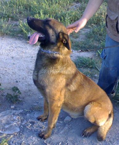 impresionantes cachorros de pastor belga malinois muy guardianes