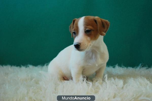 jack russell terrier, machos y hembras con dos meses, con dos meses