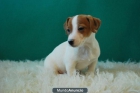 jack russell terrier, machos y hembras con dos meses, con dos meses - mejor precio | unprecio.es