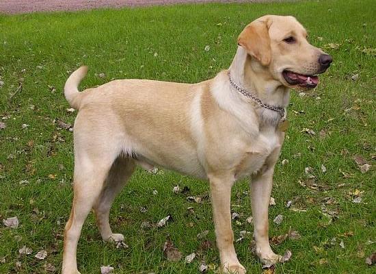 labrador en venta