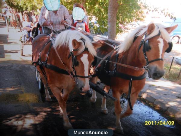 LAS YEGUAS SON DE RAZA HAFLINGER DE 8 Y 9 AÑOS ESTAN EN TOLEDO