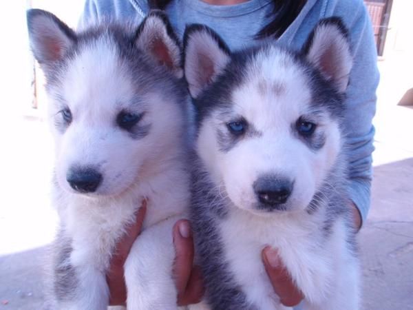 PRECIOSIDADES HUSKYS SIBERIANOS 270E TRANSPORTES INCLUIDOS