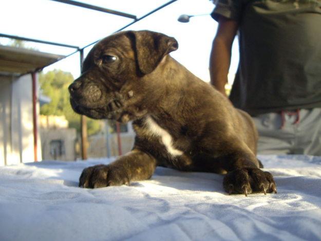 staffordshire bull terrier