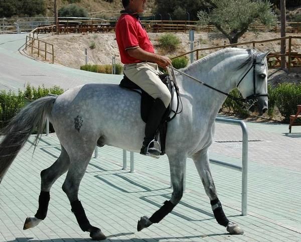 CABALLO lusitano (ICARO) MADRID