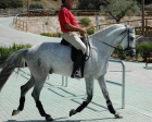 CABALLO lusitano (ICARO) MADRID - mejor precio | unprecio.es