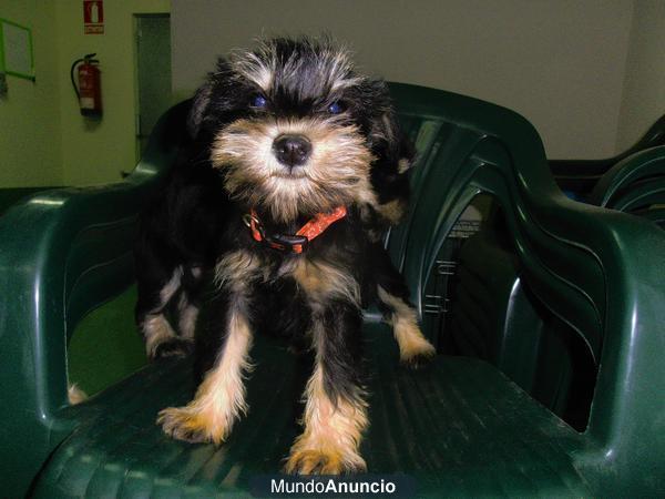 Cachorro macho de Schnauzer mini