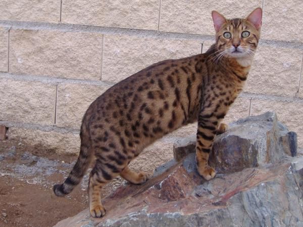 gatos bengal