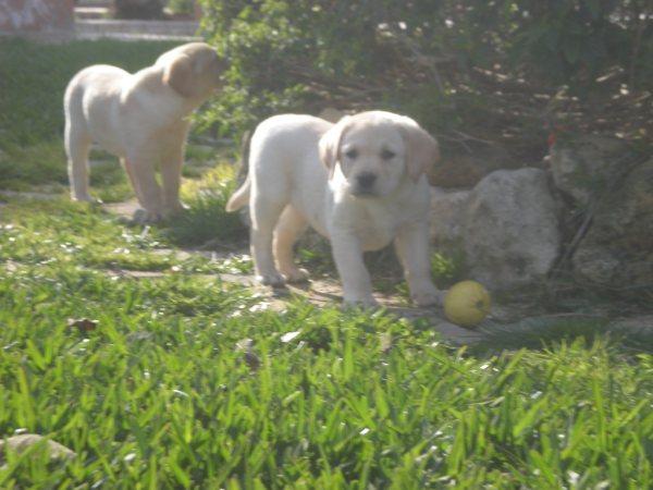 Labrador Retriever Cria