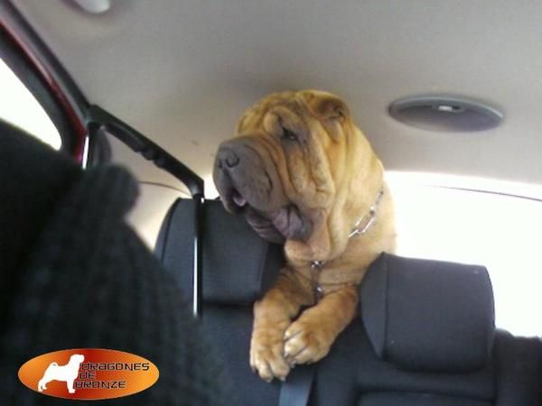 PROXIMA CAMADA DE SHAR PEI,SHARPEI  (RESERVELO  PARA REYES)