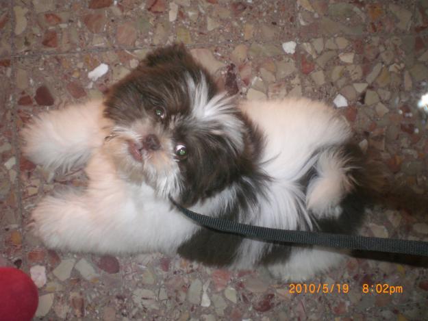 se ofrece macho shih tzu con pedigrii para montar