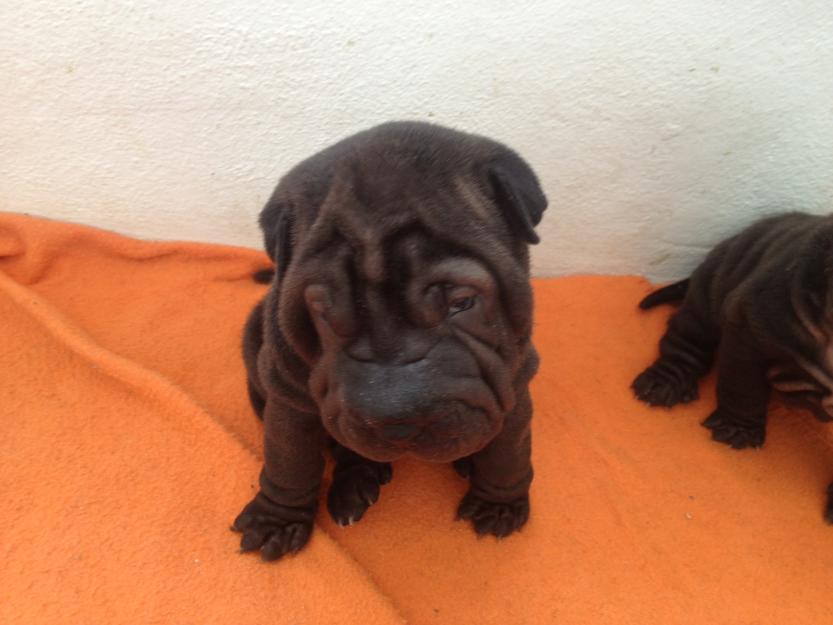 Se venden shar peis