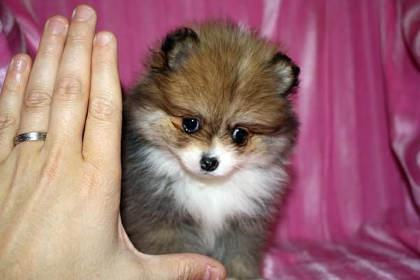 taza de té cachorro macho de Pomerania (12 semanas)