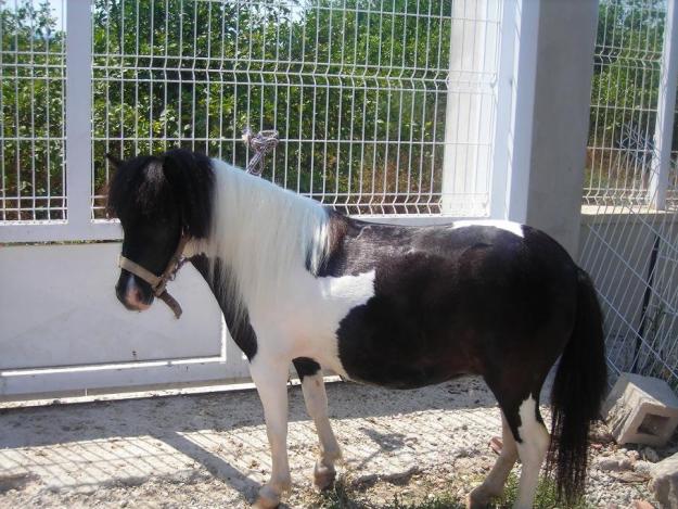 Vendo pareja de Ponis - Murcia