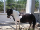 Vendo pareja de Ponis - Murcia - mejor precio | unprecio.es