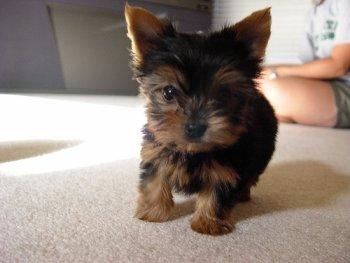 Vendo yorkie