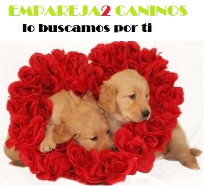 Apareja2 caninos