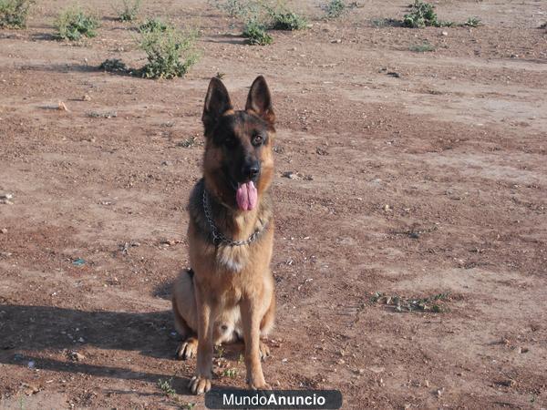 busco novia a mi perro pastor aleman