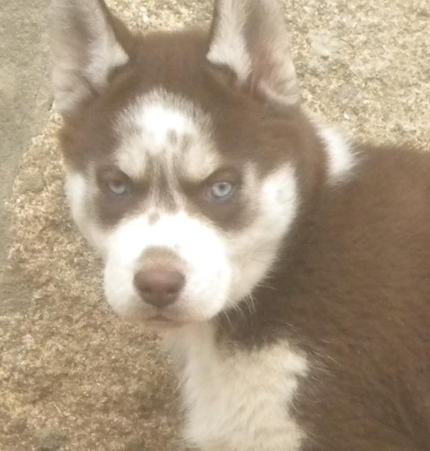 Cachorra Husky ROJA Ojos azules