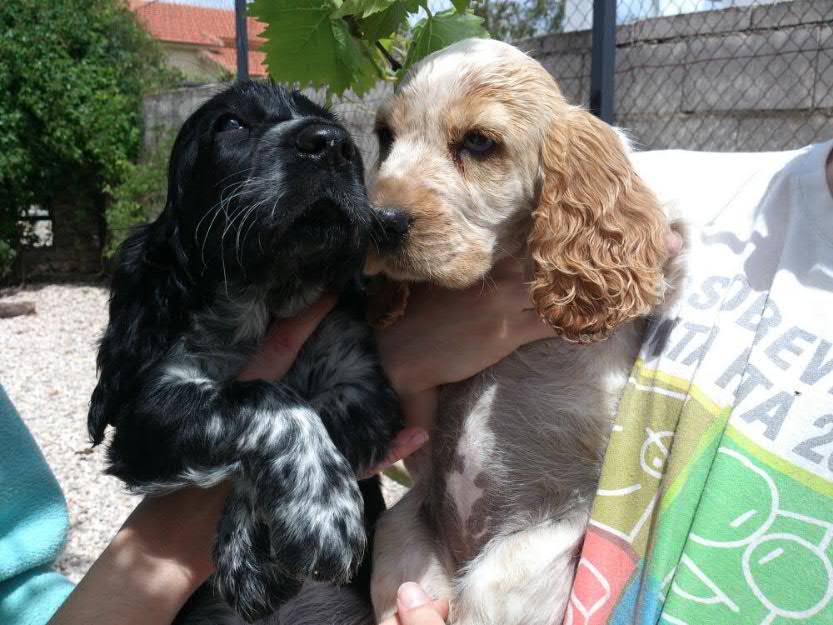 cachorro cocker spaniel ingles