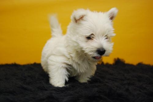 Cachorros Westy de raza West Highland White