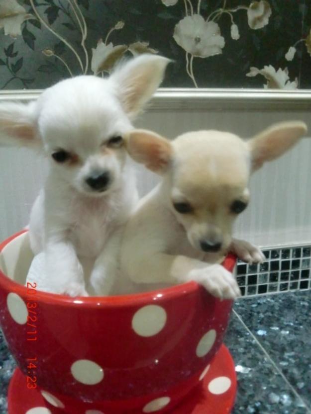 Dos cachorros de Chihuahua
