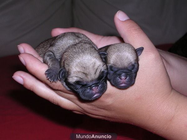 Preciosos cachorros de carlino