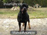 rottweiler para montas.