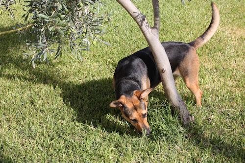 NOA, CRUCE DE PASTOR ALEMÁN EN ADOPCIÓN