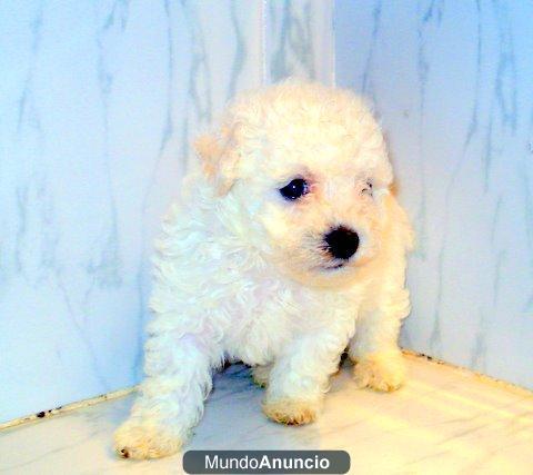 BICHON FRISE SIERRA DE GATA 651687273 LO MEJOR AL MEJOR PRECIO