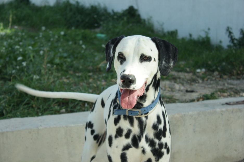 Busco dalmata hembra para cruzar con mi macho