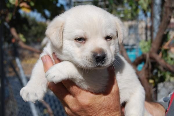 cachorro LABRADOR  con PEDIGREE 360