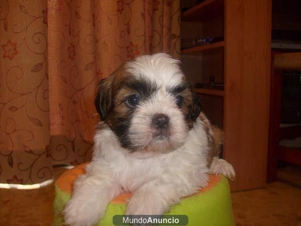 camada de shi tzu a 350 euros